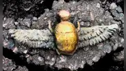 Arqueólogos descubren un escarabajo sagrado egipcio, pero enterrado a miles de kilómetros en España dentro de una tumba prerromana