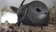 La increíble ave que puede pasar casi un año sin tocar tierra: come, duerme e incluso se aparea en pleno vuelo
