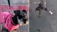 Héroe sin capa: joven atrapa en el aire y salva la vida a perrito que cayó desde un tercer piso en El Agustino