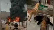 Enorme incendio consume almacén cerca de albergue de perros en Villa El Salvador