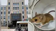 Hantavirus: Minsa confirma estado de alerta preventiva en aeropuertos y puertos tras brote de casos en crucero en Argentina