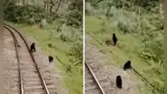 Familia de osos andinos es captada caminando en vía férrea a Machu Picchu: “Es su hábitat natural”