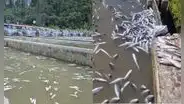 Desastre ambiental: contaminación con cianuro en río Yuracyacu provoca la muerte masiva de truchas en Junín