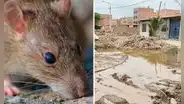 Más de 3.000 casos y 20 muertes por Leptospirosis en el Perú: adolescentes y jóvenes tienen mayor incidencia, según MINSA
