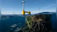 El hallazgo que asombra a científicos: parque eólico en Portugal se convierte en refugio para 270 especies marinas