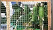 Ucayali: rescatan 195 aves víctimas del tráfico ilegal de fauna silvestre en operativo policial