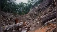 Investigadores de la UNI ganan financiamiento para IA que detectará tala ilegal en la Amazonía peruana