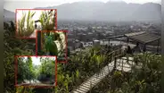 Un oasis de vegetación en pleno San Juan de Lurigancho: así nació la selva escondida hace 40 años en medio de avenidas y casas limeñas