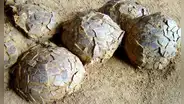 Descubren 100 huevos de dinosaurio en Francia de hace 70 millones de años: habrían sido puestos por un titanosaurio