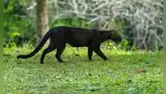 Un felino que se creía extinto reaparece en su hábitat natural después de 40 años y sorprende a científicos