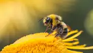 No se trata de una monarquía: las abejas obreras ayudan a decidir qué larva se convierte en reina