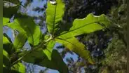 Este árbol se burla de los insectos gracias a una técnica biológica clave que protege sus hojas y le permite sobrevivir a la primavera