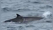 ¿Qué hacen ballenas frente a Lima? Avistan a dos especies de más de 20 metros nadando en el litoral