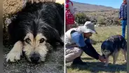 Chuño, el perrito que acompañó a investigadores del complejo T’aqrachullo y se quedó como guardián