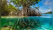 El sorprendente árbol de América Latina que crece flotando en el mar, desaliniza agua de océanos y crea su propio ecosistema
