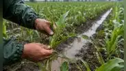 Agro peruano cayó 2,06% en marzo: ¿qué cultivos fueron los más afectados por el clima?
