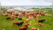 Un rebaño de vacas fue abandonado hace 130 años en una isla desierta, y un estudio genético dejó sorprendidos a los científicos