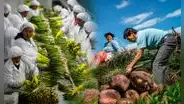 Exportaciones generan más de 1,5 millones de empleos: ¿qué sectores crean más trabajo en Perú?
