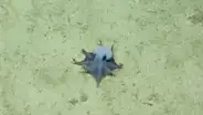 Descubren un raro pulpo cerca de las Galápagos: tan azul como el océano y casi del tamaño de una pelota de golf