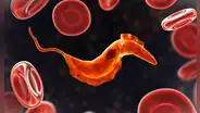 Científicos descubren que un antiguo ancestro unicelular de 700 millones de años aún vive en la sangre humana