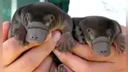 Parece inofensivo, pero es uno de los animales más raros de la tierra: pone huevos y tiene un veneno que puede paralizar a un humano