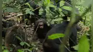 La comunidad más grande de chimpancés salvajes se divide luego de décadas de unión: ataques entre ellos en una ‘guerra civil’
