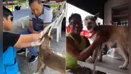 Este distrito de Lima Metropolitana realizará una campaña veterinaria GRATIS el viernes 5 de junio: conoce el horario y lugar de atención