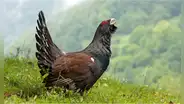 Gastaron más de 5 millones de dólares para liberar a 30 gallos en España y en seis meses solo sobrevive uno: ¿qué pasó?