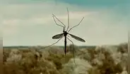 Google planea liberar en el aire a 64 millones de mosquitos infectados con bacterias, pero a los científicos no les preocupa