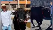Elecciones Generales 2026: agricultor acude a votar junto a su toro de pelea de 900 kg en Arequipa