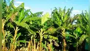 Brasil convierte troncos de plátano en ropa, papel y bandejas de fruta gracias a una tecnología industrial innovadora