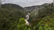 Científicos encuentran en Taiwán un árbol gigante de 84 metros que llevaba siglos oculto entre las nubes