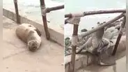 Lobo marino lucha por regresar al mar tras quedar varado en playa Los Yuyos de la Costa Verde por fuerte oleaje