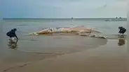 Impactante hallazgo en Tumbes: encuentran una enorme ballena jorobada de más de 14 metros en avanzado estado de descomposición