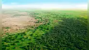 Once países construyen un ‘muro’ de árboles de 8.000 km para frenar el avance del Sáhara y transformar la vida de las personas