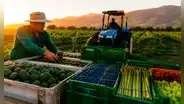 ADEX pide al próximo gobierno fortalecer el sector agrario tras crecimiento de 6.8% de las exportaciones que sumaron US$3.744 millones