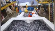 Produce suspende la pesca de anchoveta en la zona Norte-Centro ante condiciones cálidas del mar