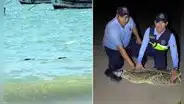 Cocodrilo de más de dos metros aparece en playa Los Órganos y causa alarma en Tumbes