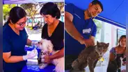¿Tienes mascota? Este distrito de Lima Metropolitana ofrecerá atención veterinaria gratuita este domingo 14 de junio
