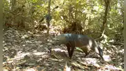 Un esquivo mamífero de la Amazonía podría ser más común de lo que los científicos creían