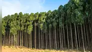 España plantó un árbol invasor hace 60 años y ahora se arrepiente: está afectando la avifauna y el ecosistema no lo soporta