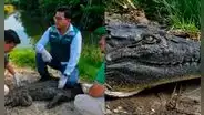 Liberan en Tumbes a cocodrilo hallado en playas de Los Órganos: especie está en peligro crítico de extinción