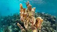 Buenas noticias en los océanos: científicos identifican 160 km² de arrecifes de coral capaces de sobrevivir a la crisis climática
