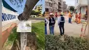 Pulmón verde en riesgo: vecinos alertan muerte de árboles trasladados por la Vía Expresa Santa Rosa