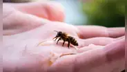 Las abejas entrenadas pueden reconocer rostros humanos: distinguen a las personas por su cara y las identifican desde distintos ángulos