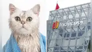 Indecopi multa a veterinaria con S/10.000 por lesionar a gato durante baño y no reportarlo a su dueña