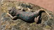 Perú suma una nueva especie: descubren una pequeña lagartija con llamativos puntos azules en el desierto de Tacna