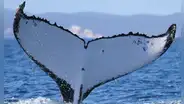Científicos registran a dos ballenas jorobadas con un récord de migración entre Brasil y Australia