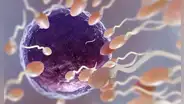 Científicos afirman que la eyaculación frecuente puede mejorar la calidad del esperma y la fertilidad
