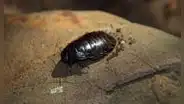 Eliminaron a miles de roedores invasores y el ecosistema respondió: insectos regresan en masa y recuperan una isla